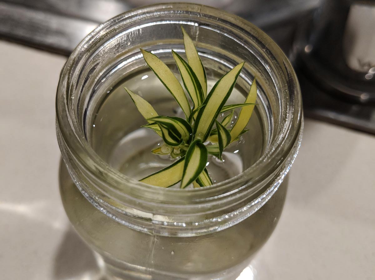 A baby spider plant in a jar of water