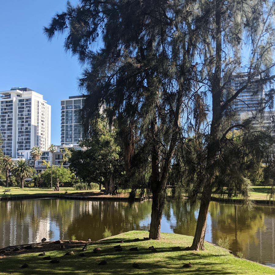 Two sheoaks by the water in Queens Gardens, Perth