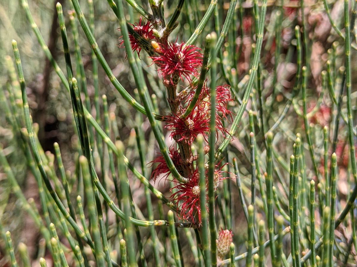 Female sheoak flowers, as photographed in Kings Park, Perth