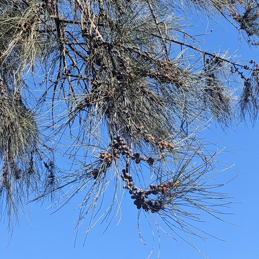 Sheoak branches laden with fruits, photographed against the sky in Queens Gardens, Perth