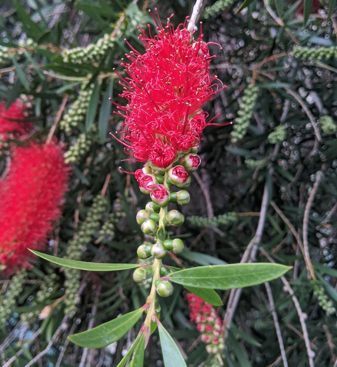 Bottlebrush flowers at various stages of opening
