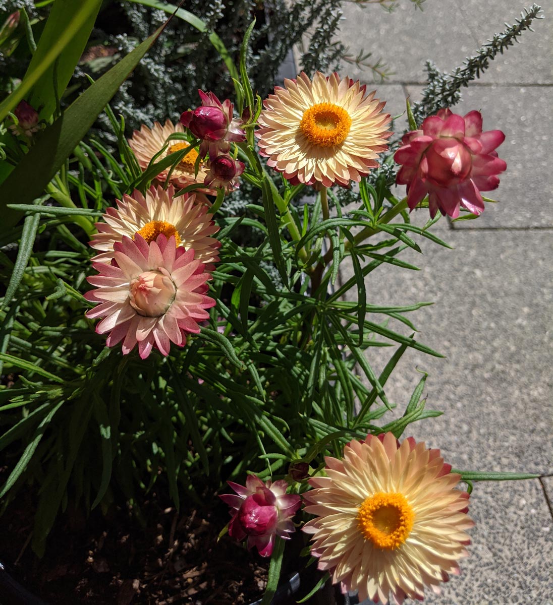 Yellow and pink everlastings in a flower box