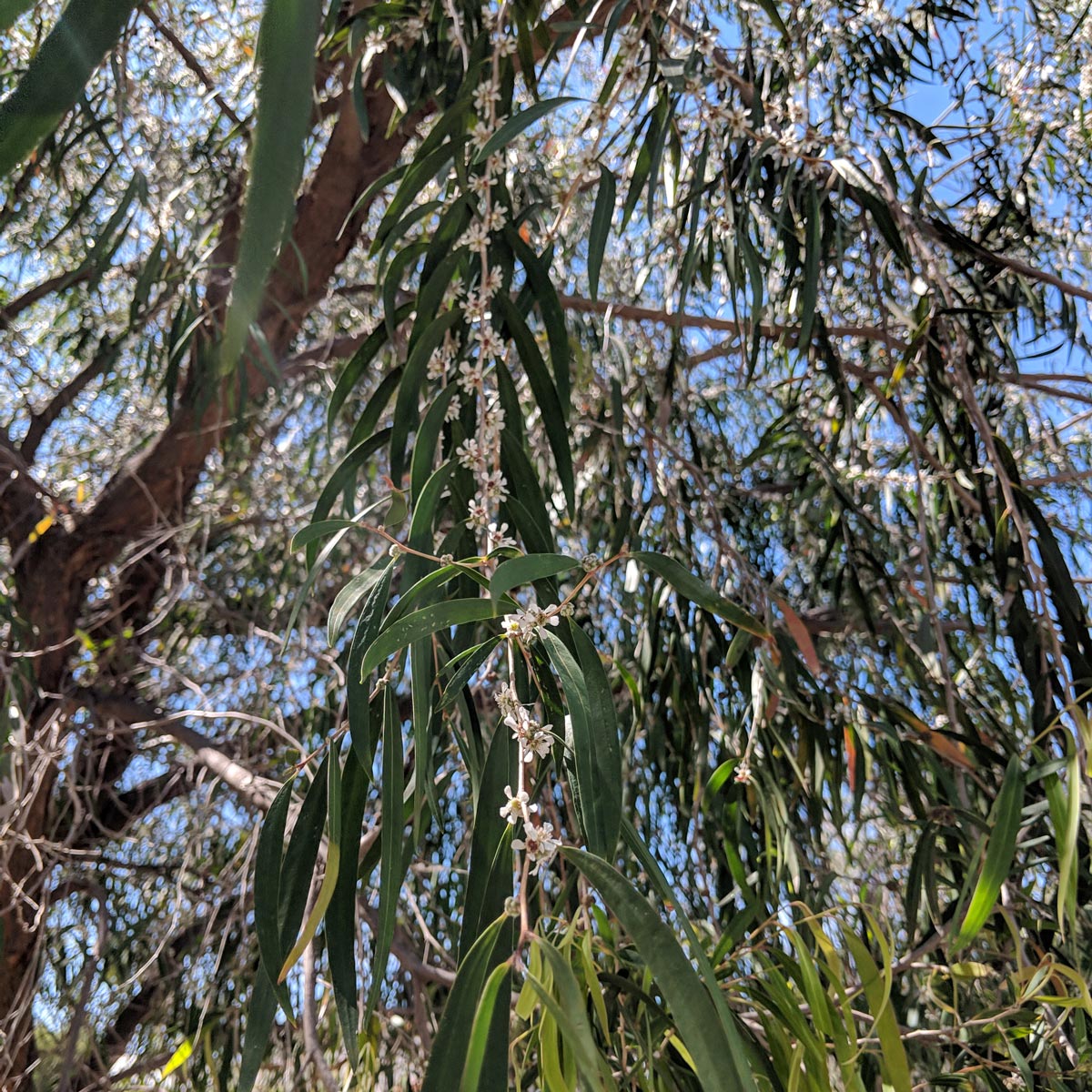 Weeping peppermint tree branches covered in flowers