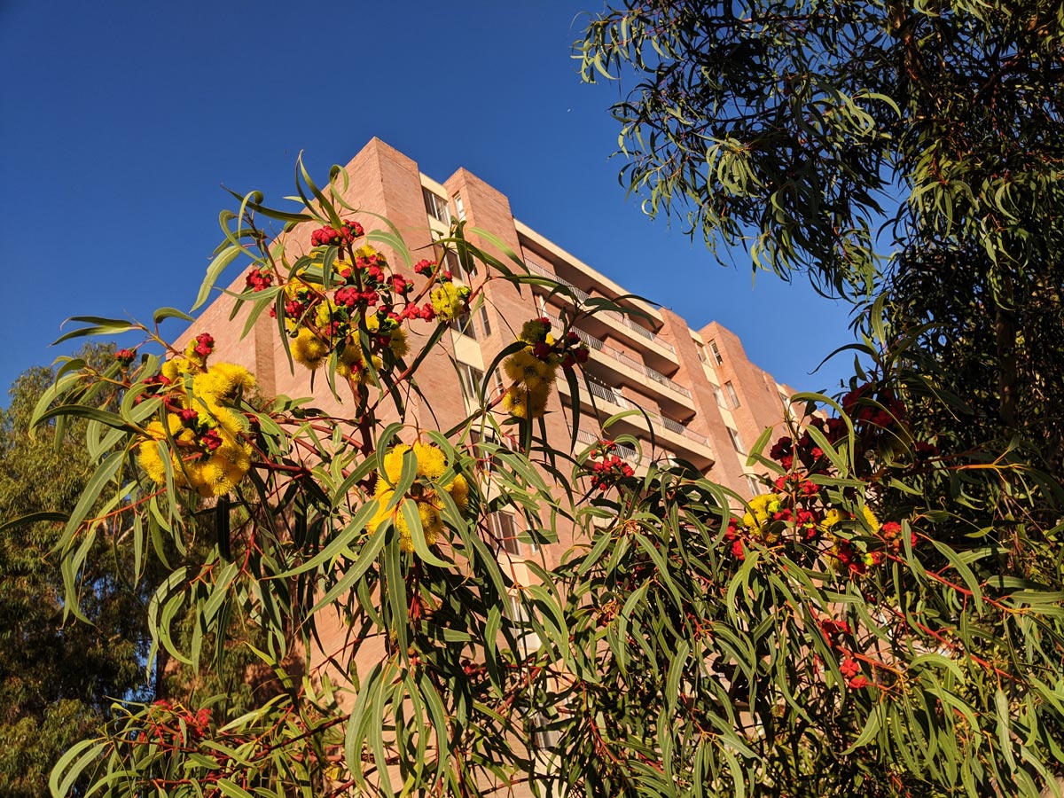 A photo of a blossoming illyarrie tree in front of an apartment block