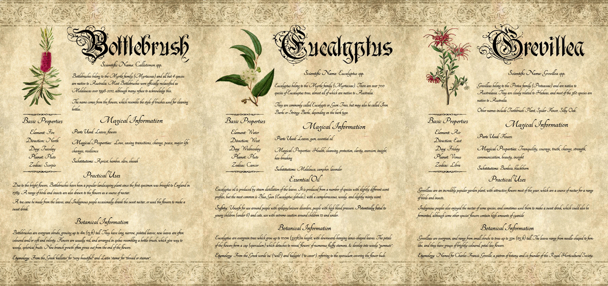 Grimoire pages for Bottlebrush, Eucalyptus, and Grevillea