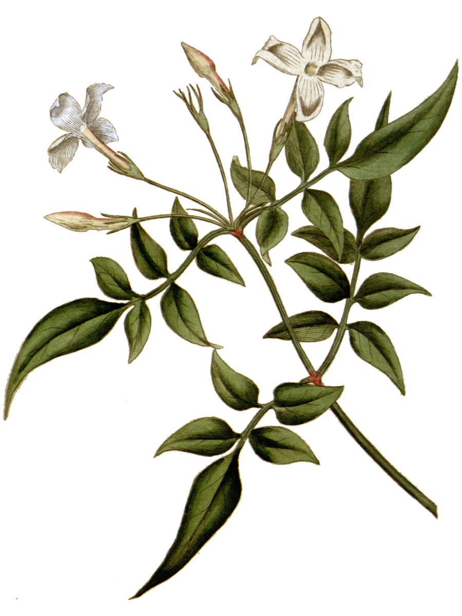 Magical Herbs: Jasmine — Three Morrigna